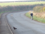 FZ010493 Buzzerd on the road with cyclist.jpg